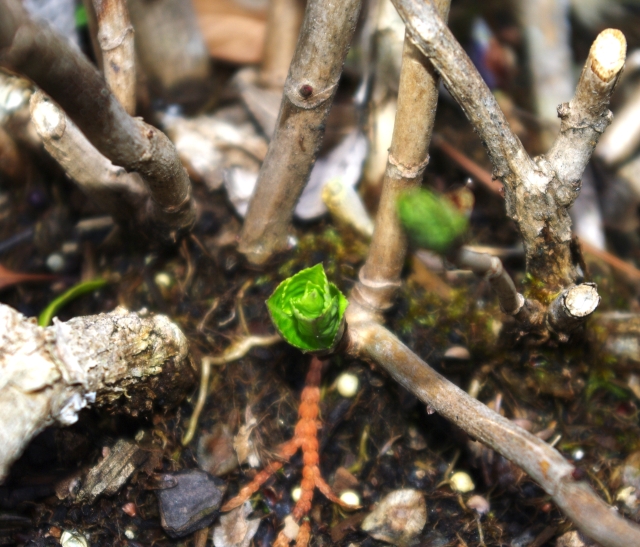 Hydrangea - Sprout